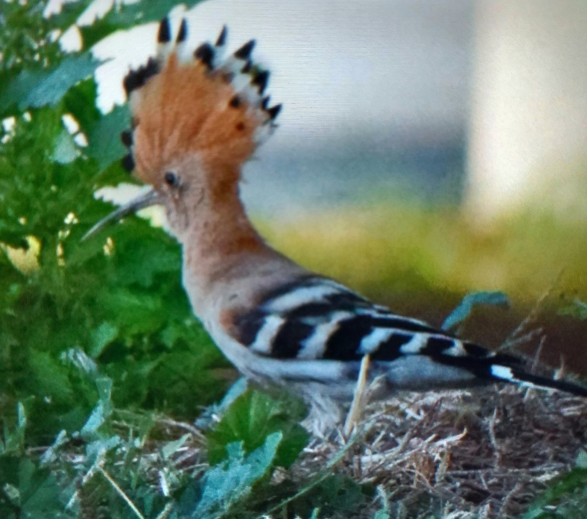 Wiedehopf - ML646695557