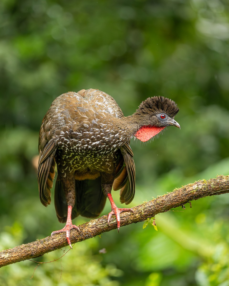 Crested Guan - ML646695558