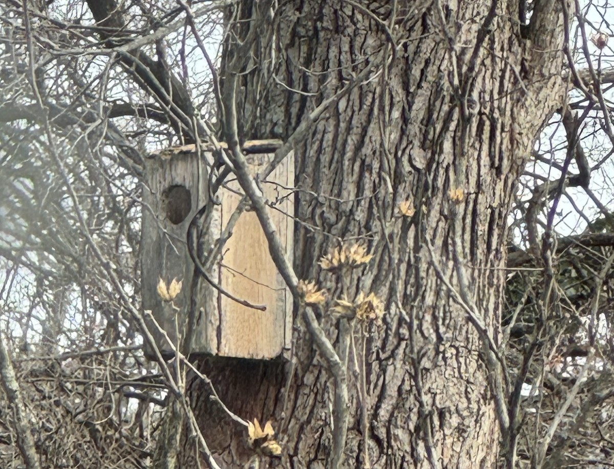 Восточноамериканская совка - ML646695562