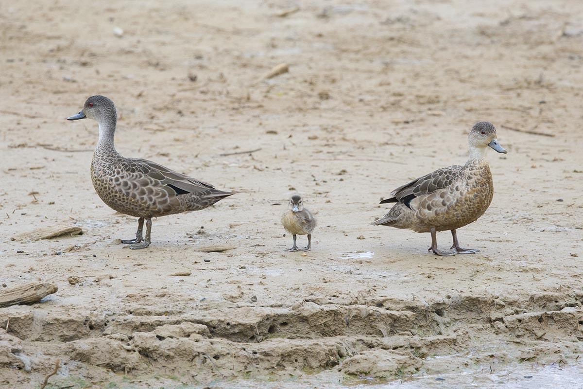 Zertzeta grisa - ML646695564