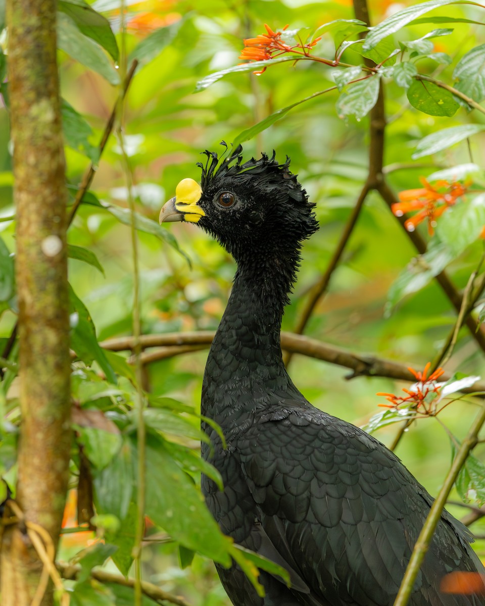 Great Curassow - ML646695565