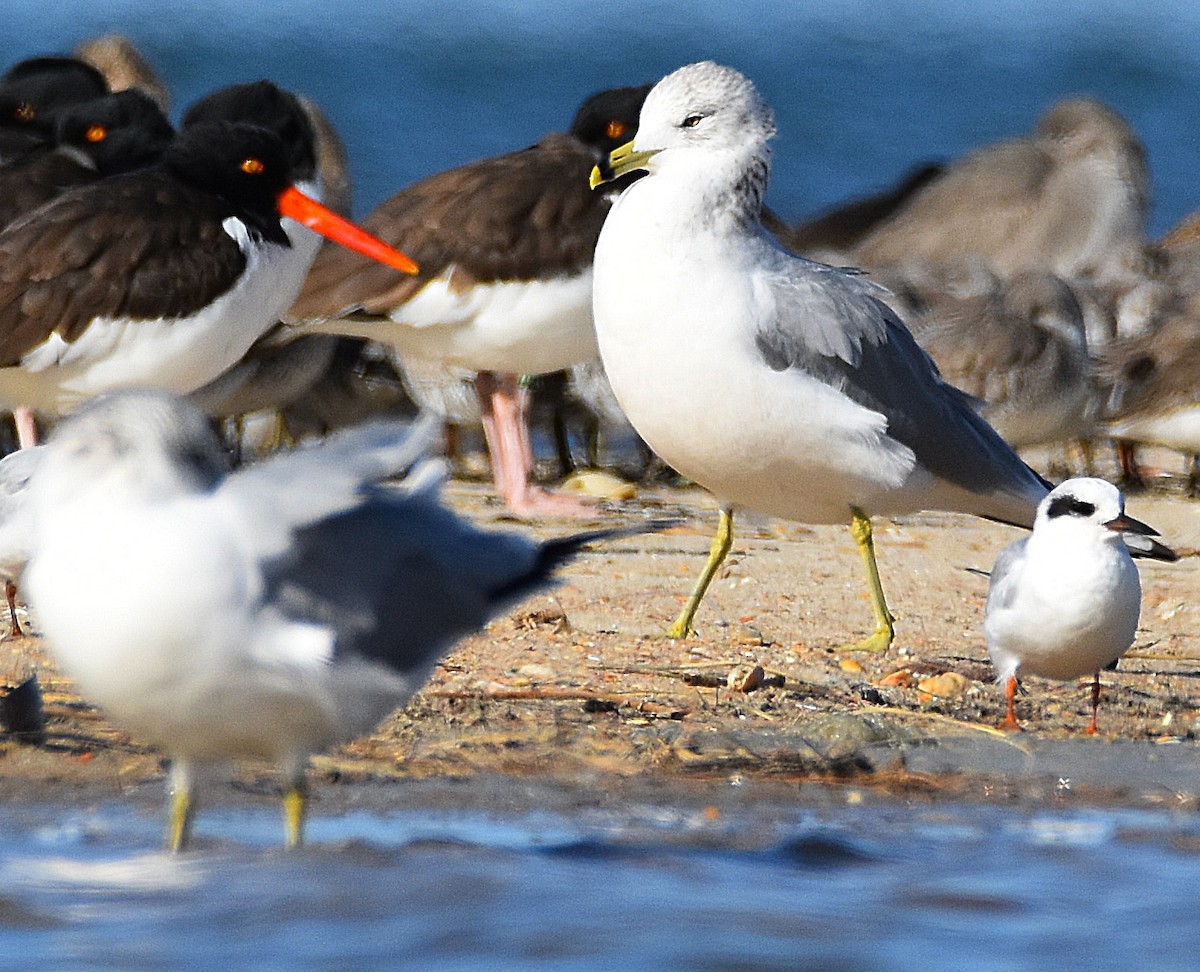 Делавэрская чайка - ML646695567