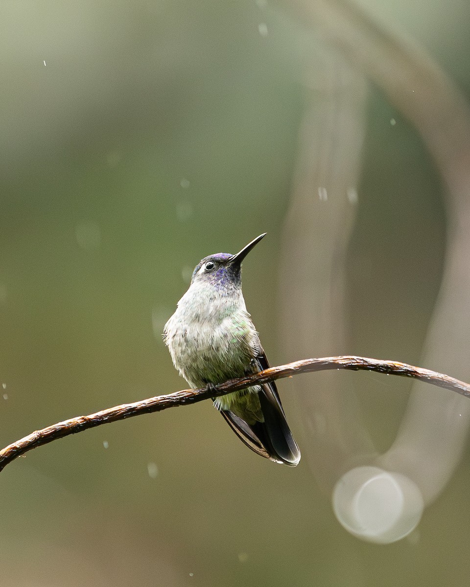 Violet-headed Hummingbird - ML646695569