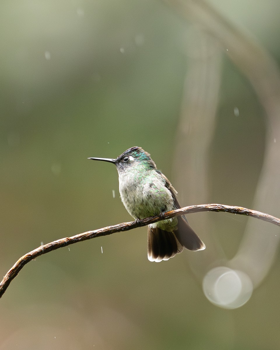 Violet-headed Hummingbird - ML646695570