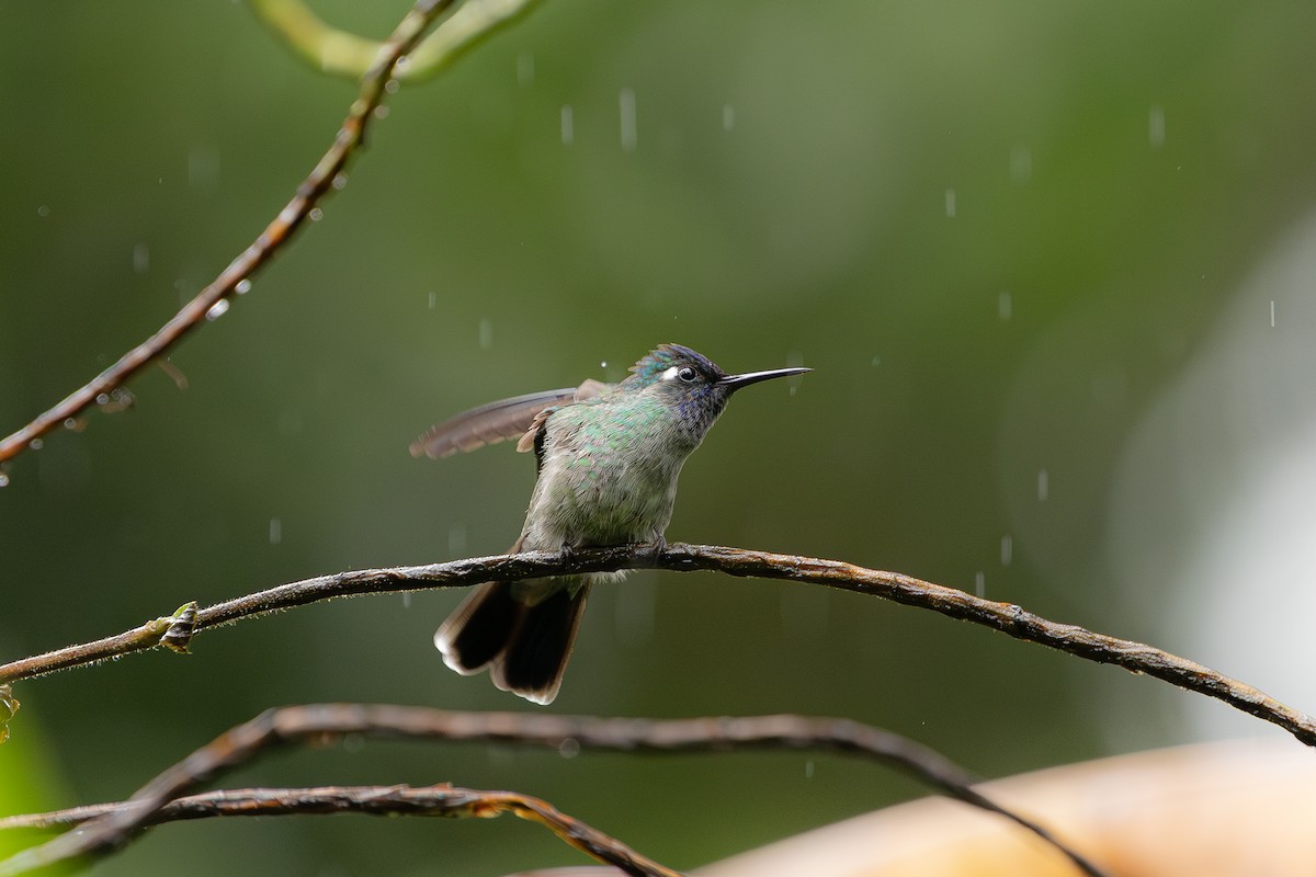 Violet-headed Hummingbird - ML646695571