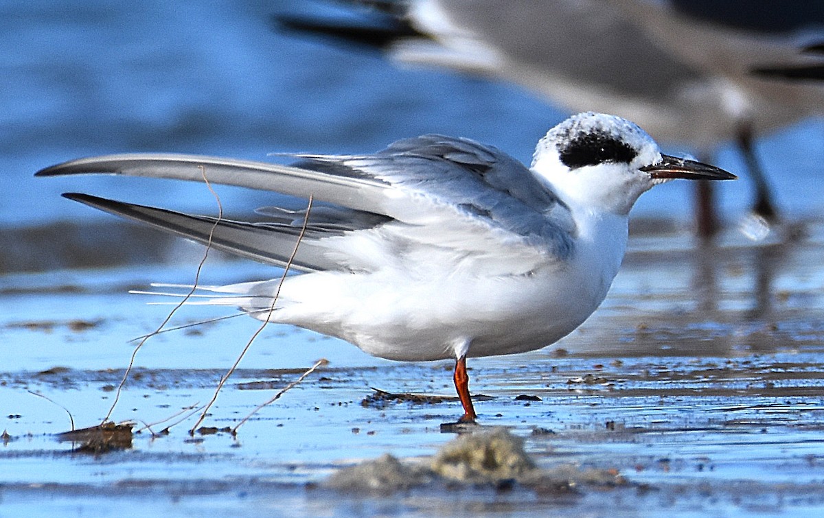 Черноухая крачка - ML646695574