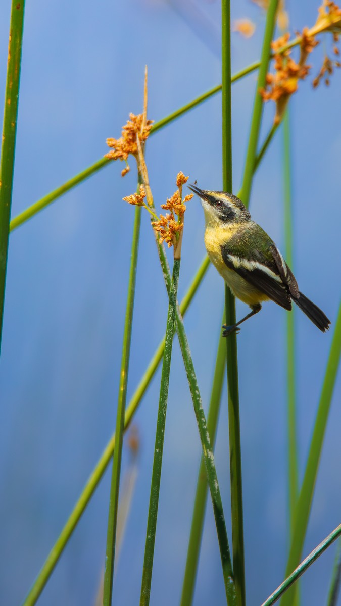 Many-colored Rush Tyrant - ML646695580