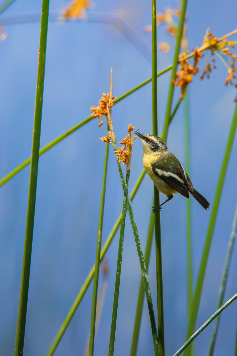 Many-colored Rush Tyrant - ML646695581