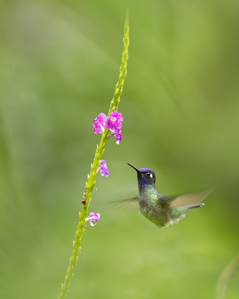 Violet-headed Hummingbird - ML646695582