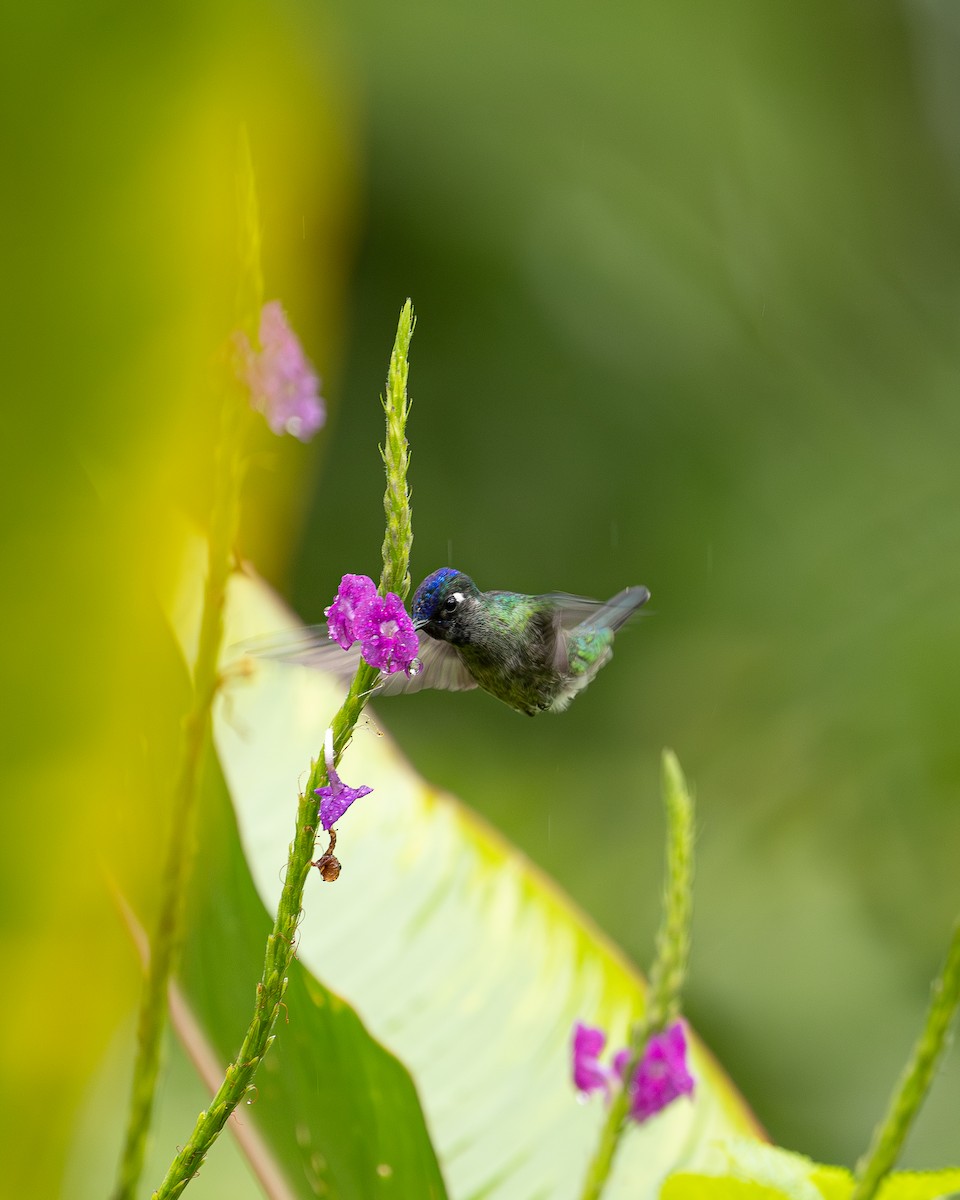 Violet-headed Hummingbird - ML646695583