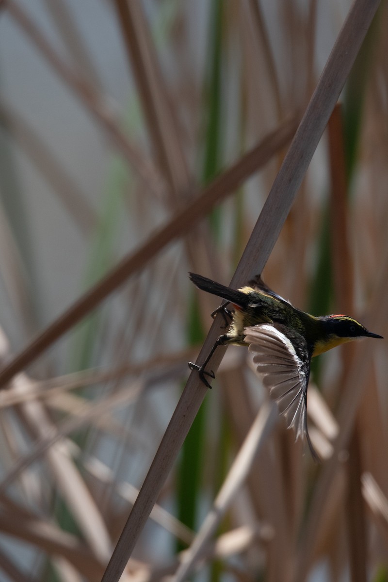 Sietecolores - ML646695585