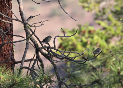 Red Crossbill - ML646695586