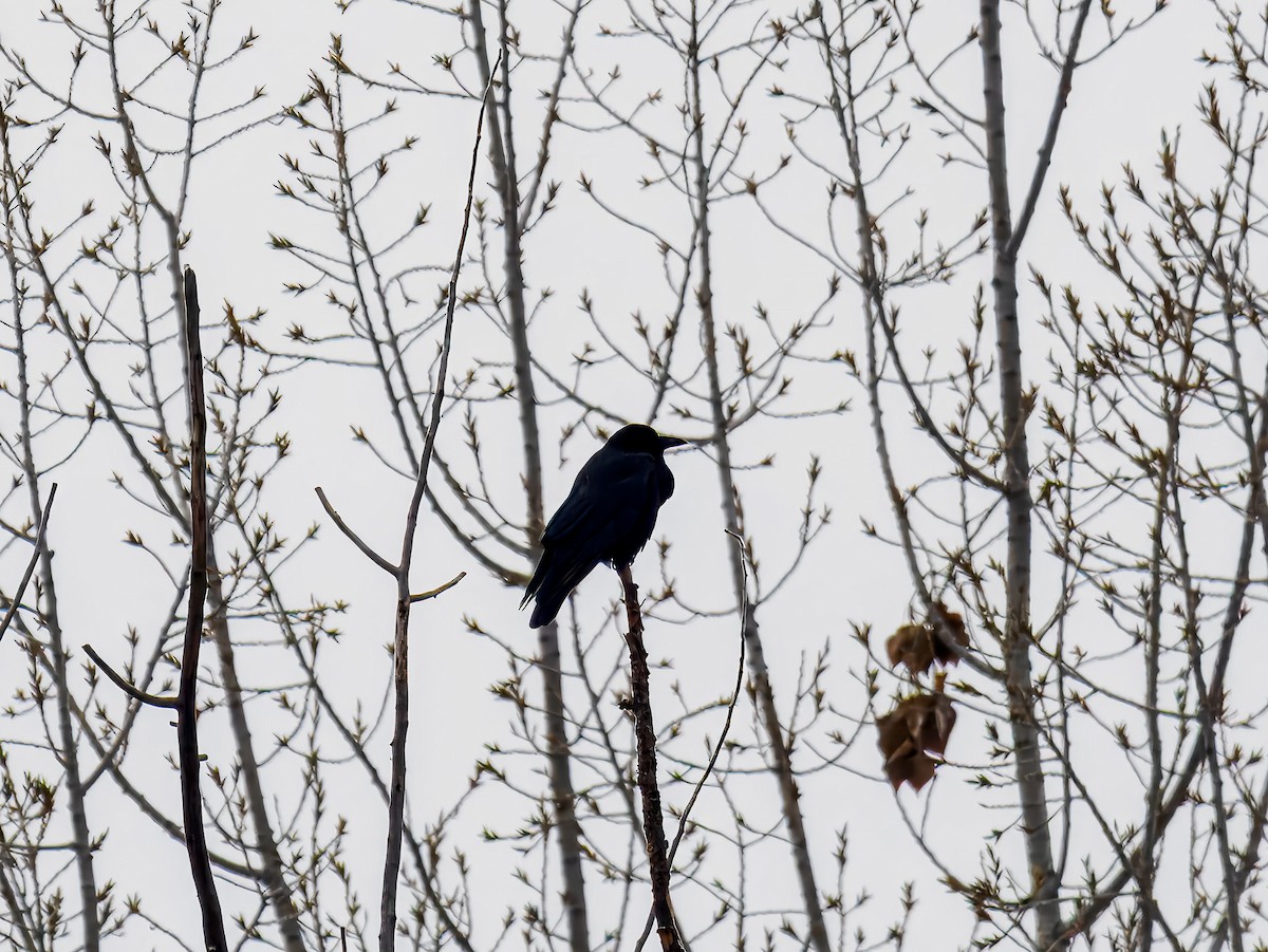 Grand Corbeau - ML646695588