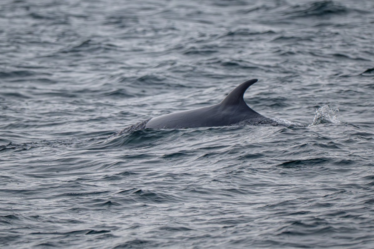 Minke balinası - ML646695589