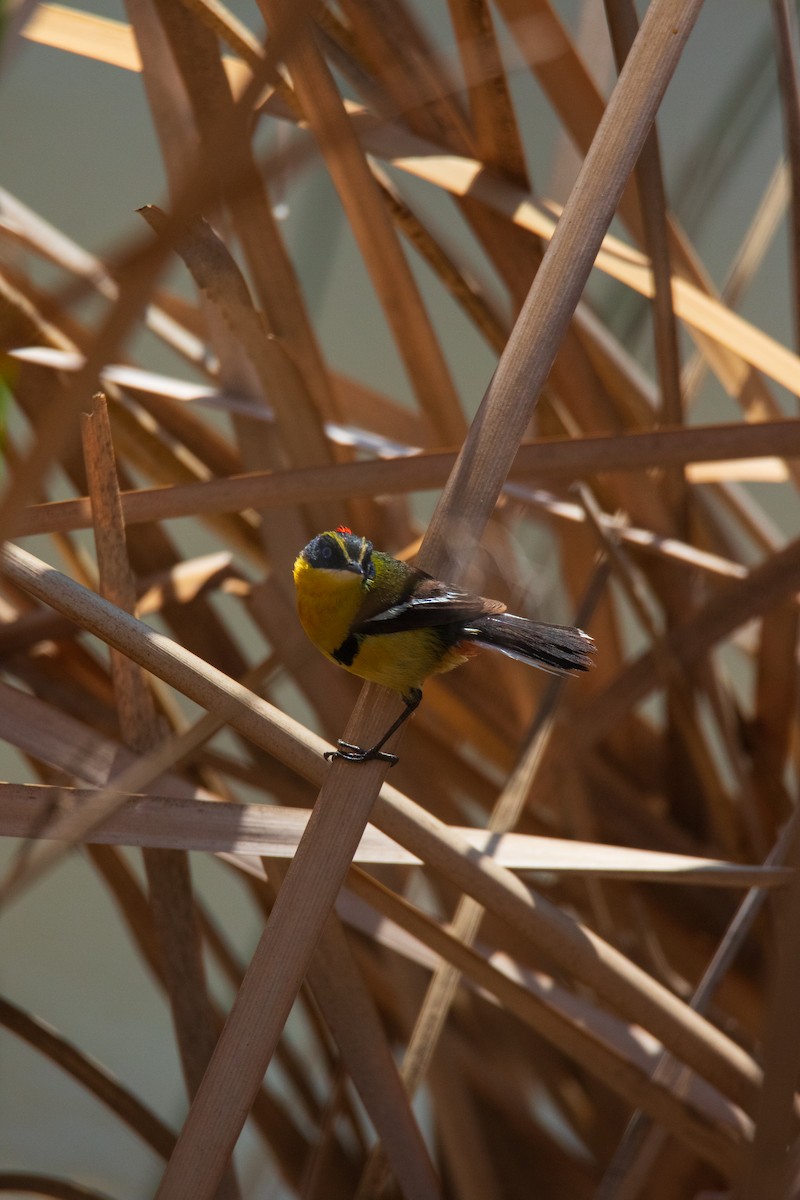 Sietecolores - ML646695591