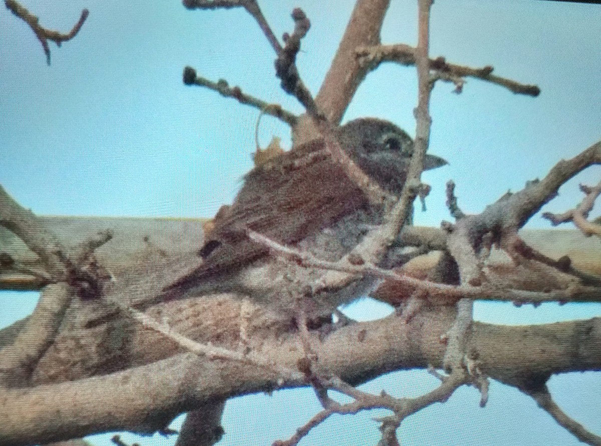 Neuntöter - ML646695596