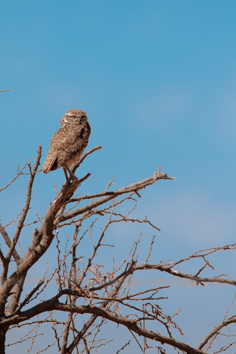 Mochuelo de Madriguera - ML646695598