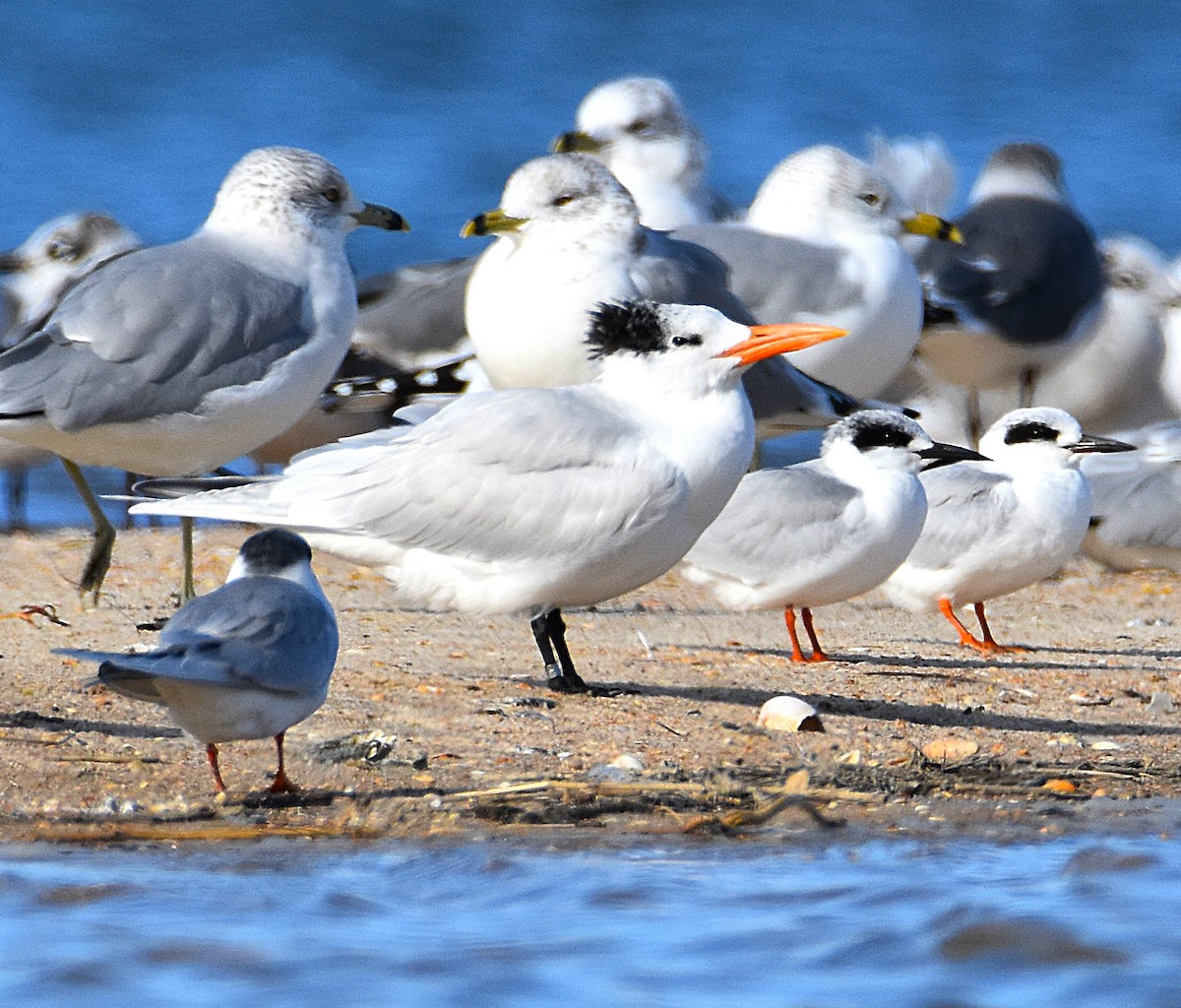 Королевская крачка - ML646695599