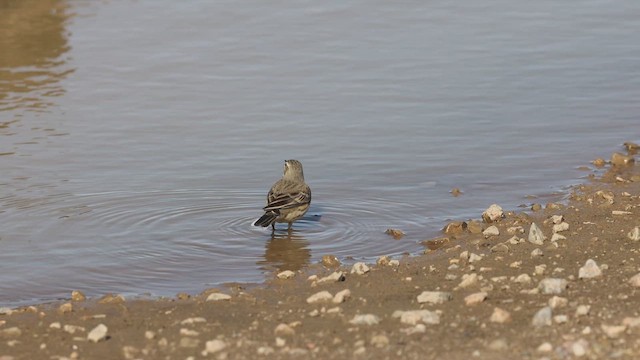 American Pipit - ML646695600