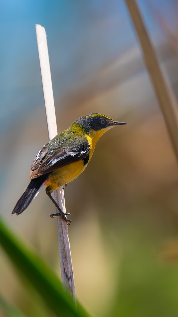 Many-colored Rush Tyrant - ML646695602