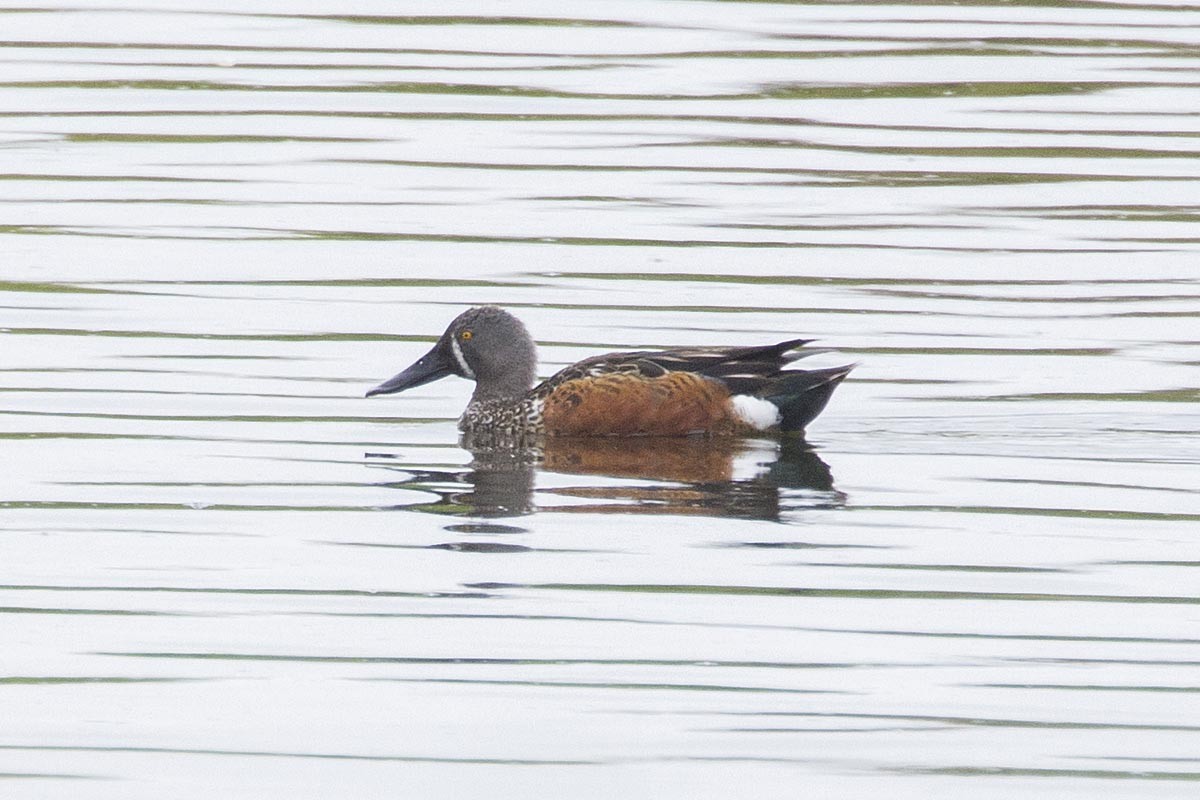 Ahate mokozabal australiarra - ML646695612