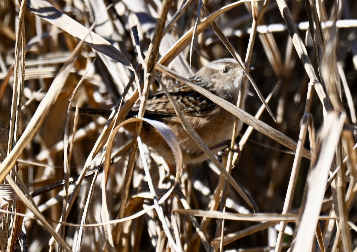 Sedge Wren - ML646695613
