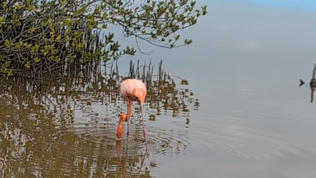 Фламінго червоний - ML646695614