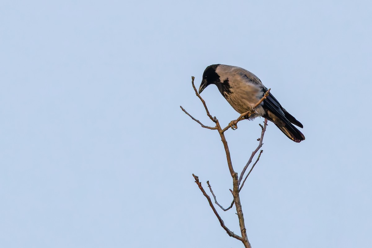 Hooded Crow - ML646695615