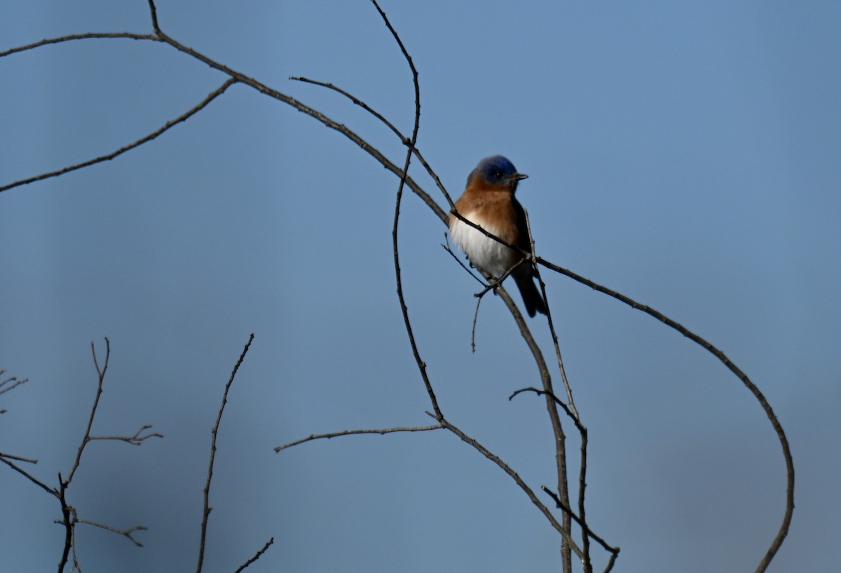 Eastern Bluebird - ML646695619