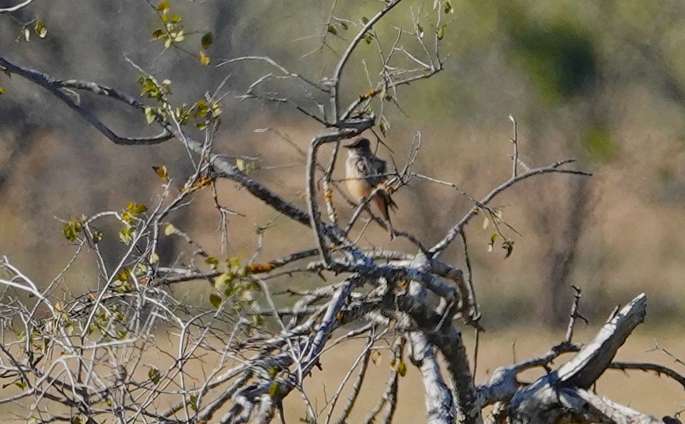Moucherolle à ventre roux - ML646695620