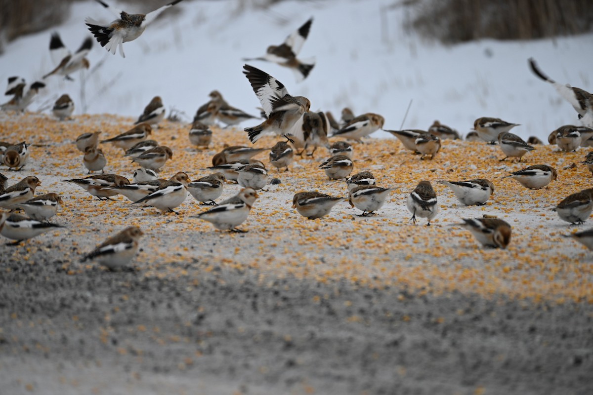 sněhule severní - ML646695621