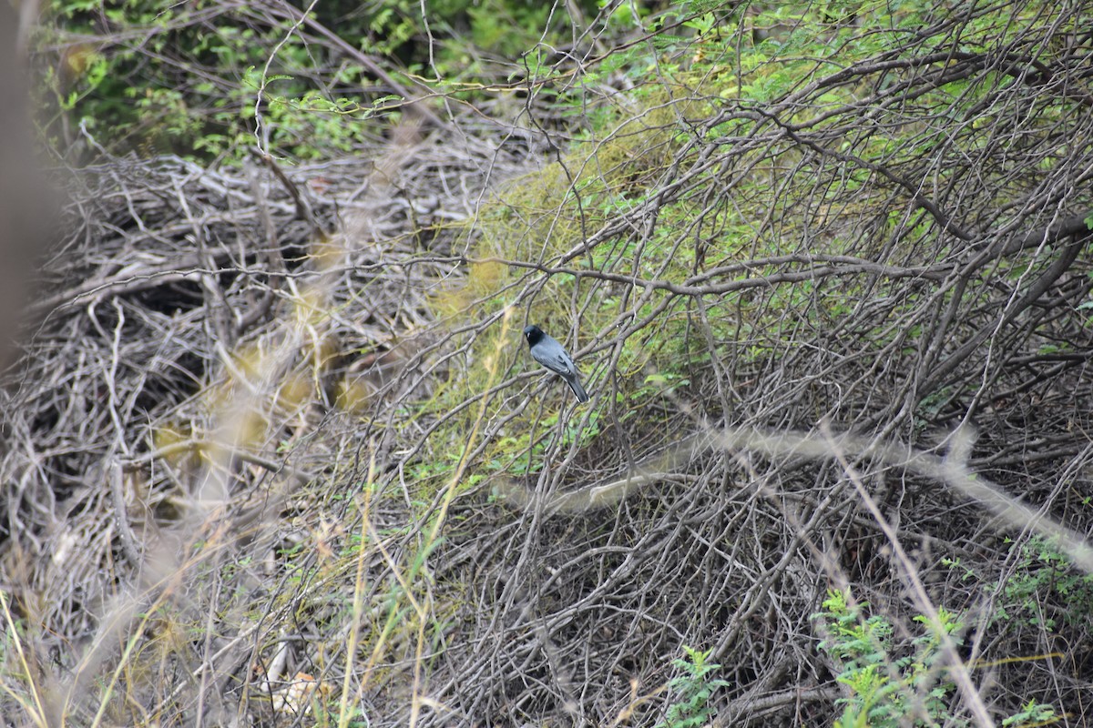 Black-headed Cuckooshrike - ML646695622
