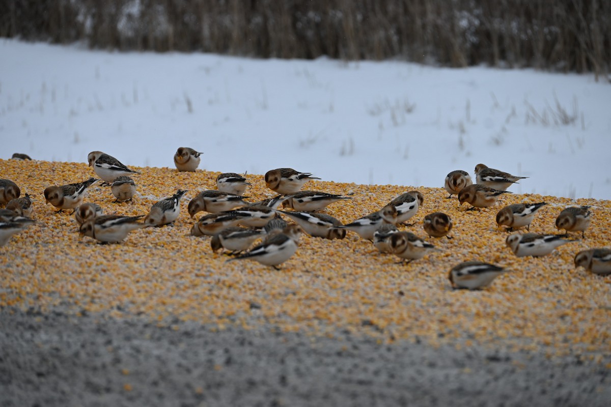 sněhule severní - ML646695623