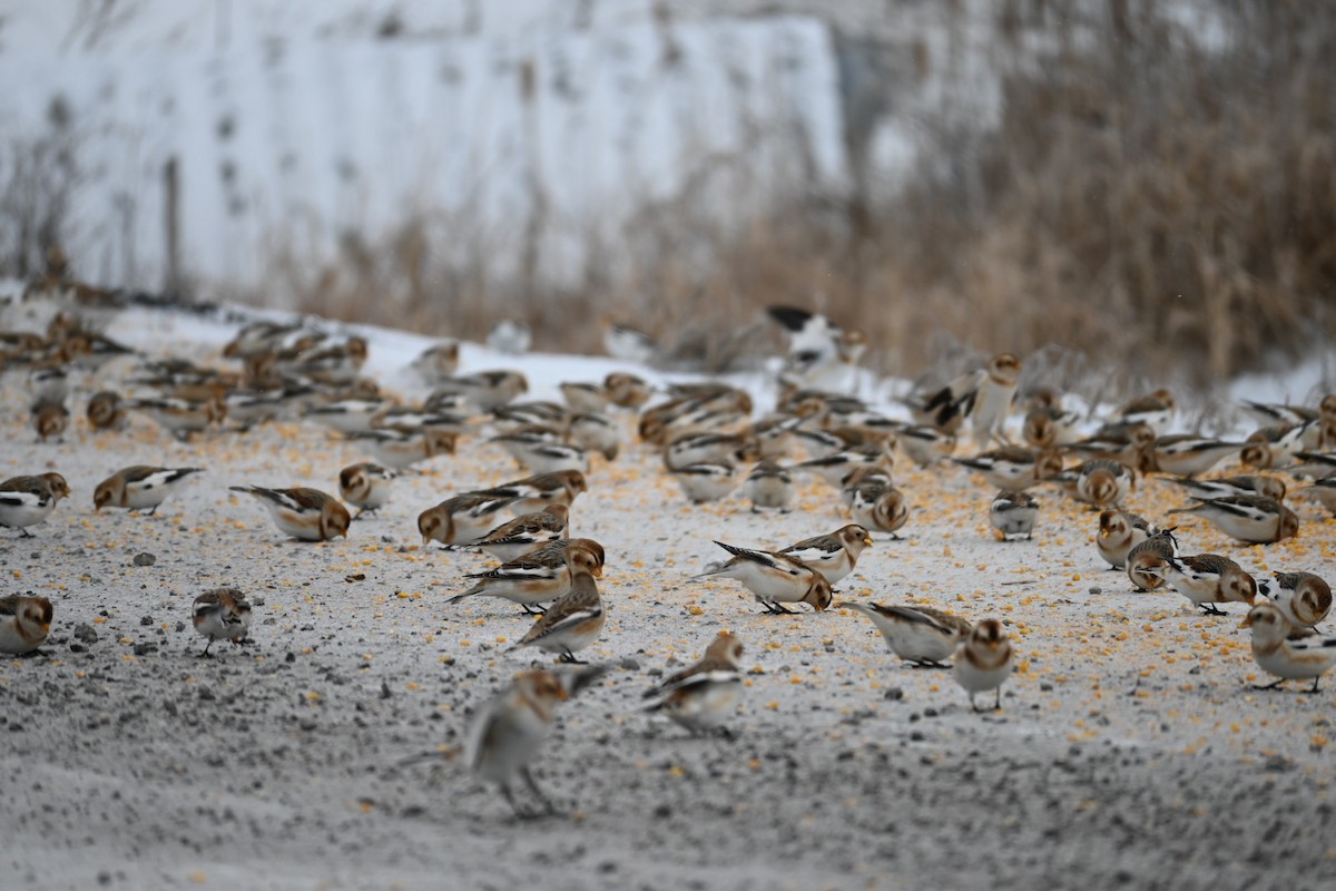 sněhule severní - ML646695625