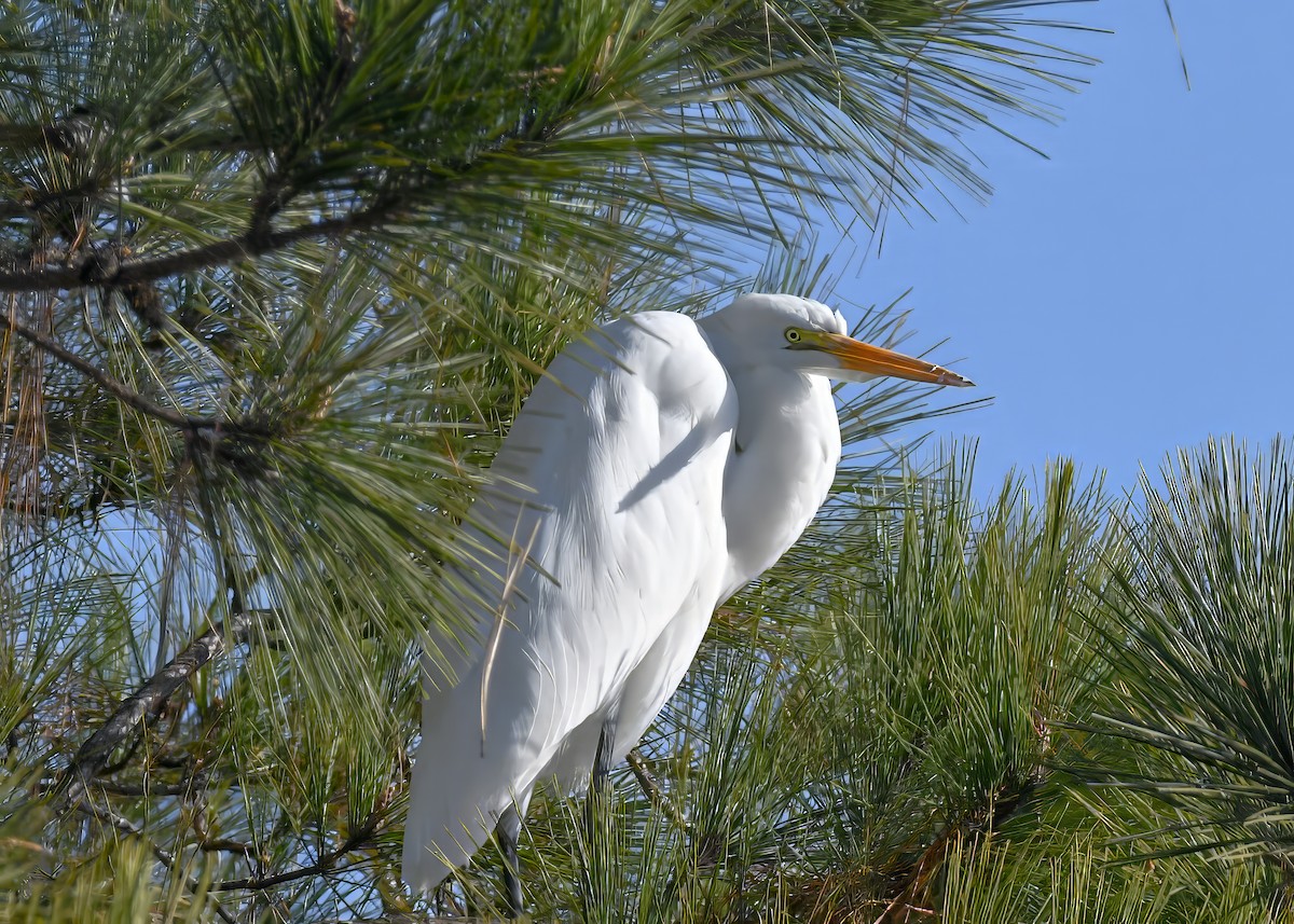 Garceta Grande - ML646695629