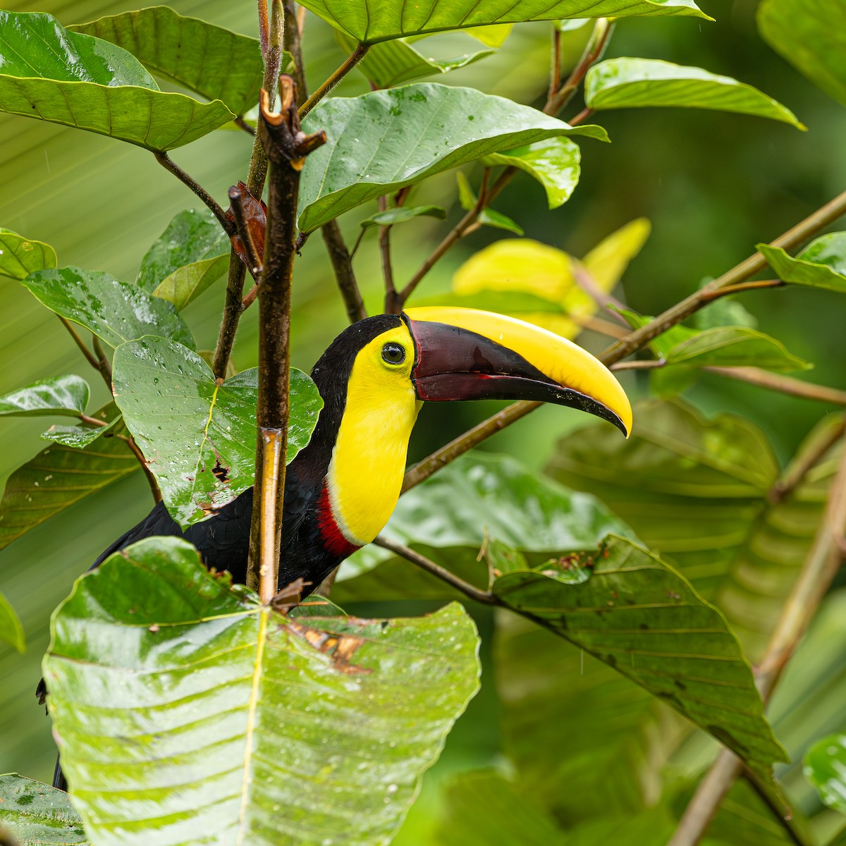 Tucán Pechigualdo - ML646695631