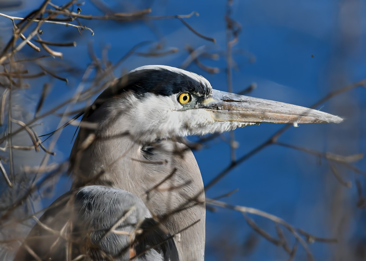 Garza Azulada - ML646695641