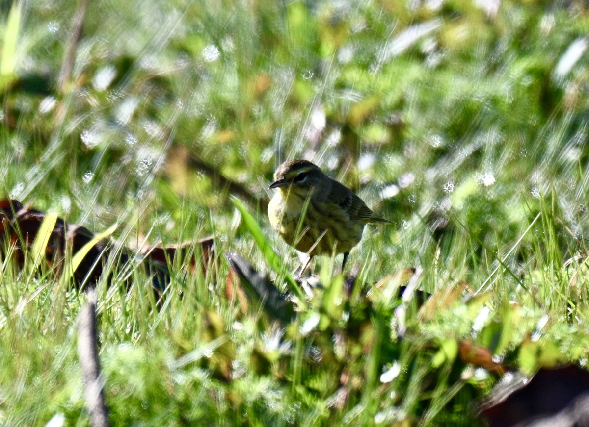 Reinita Palmera - ML646695642