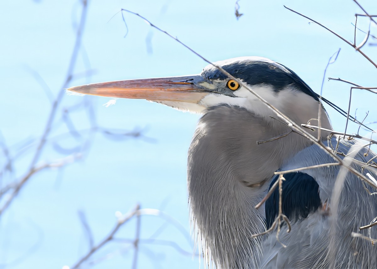 Garza Azulada - ML646695643