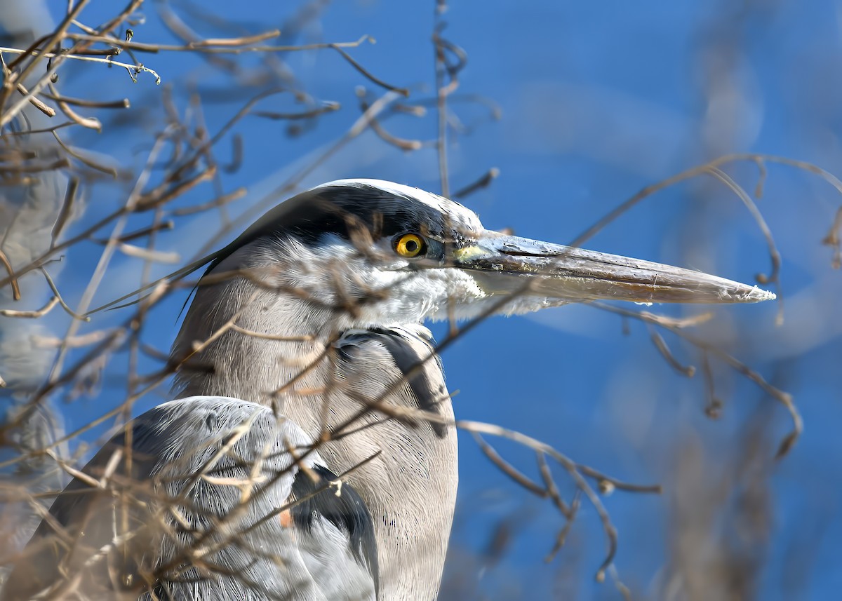 Garza Azulada - ML646695644