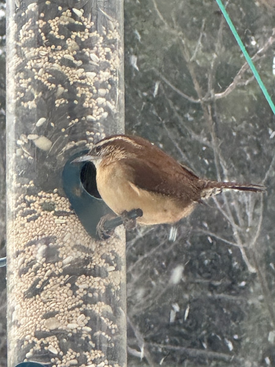 Cucarachero de Carolina - ML646695645