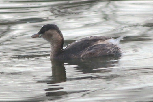 Txilinporta txikia - ML646695646