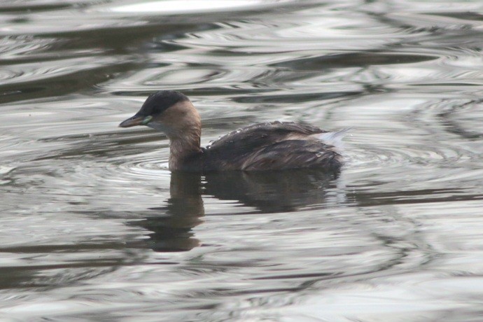 Txilinporta txikia - ML646695647