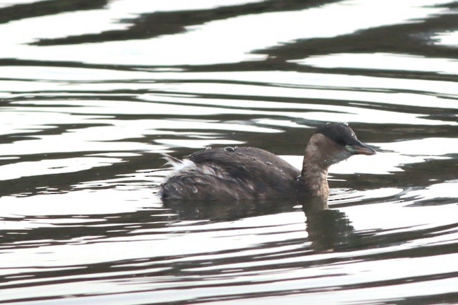 Txilinporta txikia - ML646695648