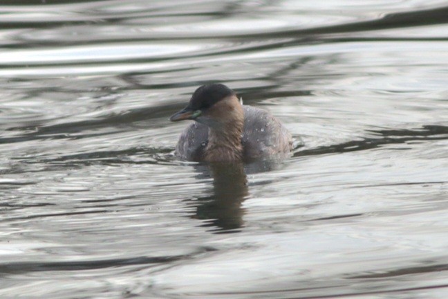 Txilinporta txikia - ML646695649