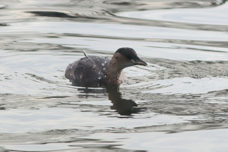 Txilinporta txikia - ML646695650