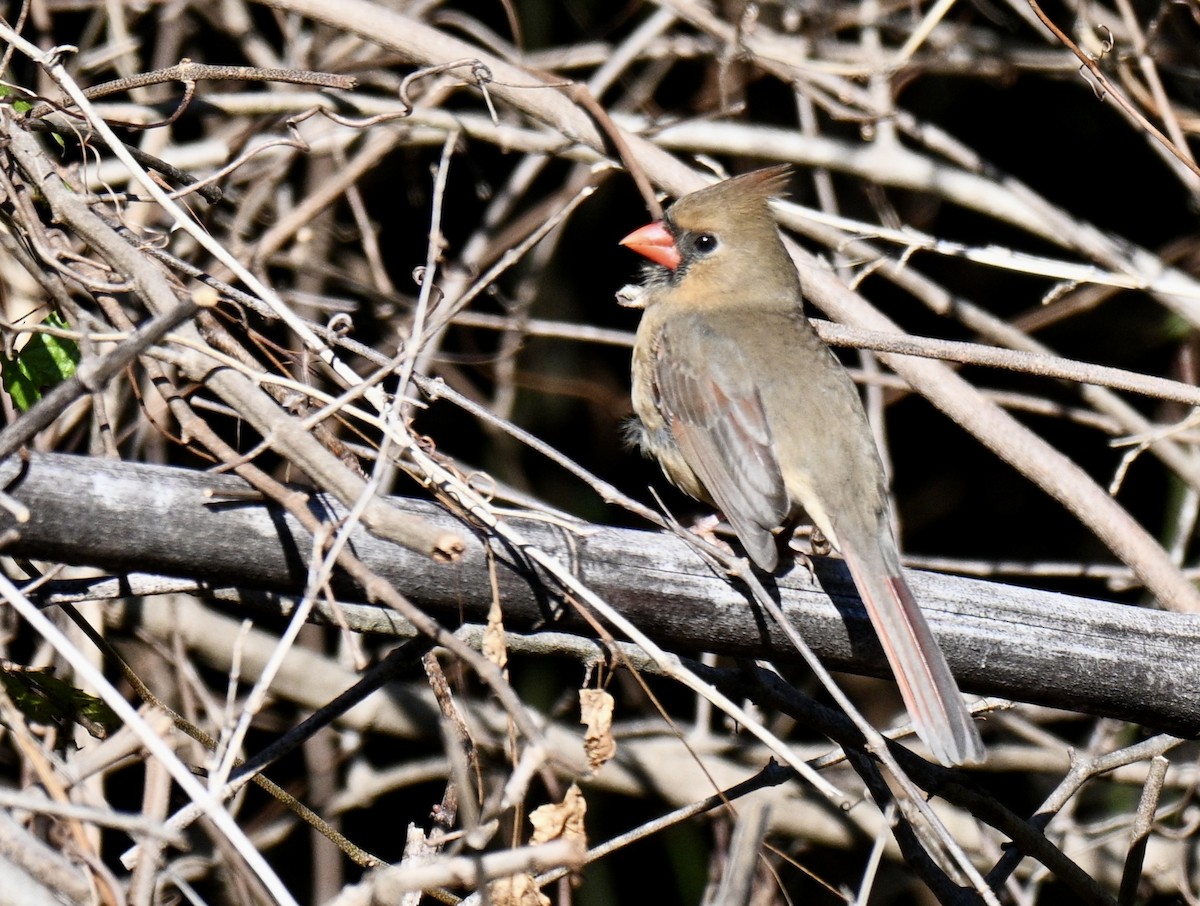 Cardenal Norteño - ML646695651