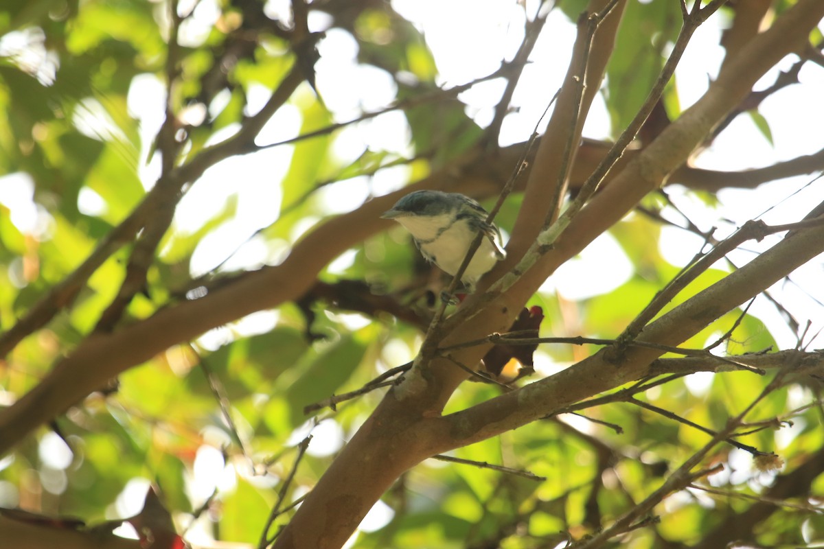 Reinita Cerúlea - ML646695652