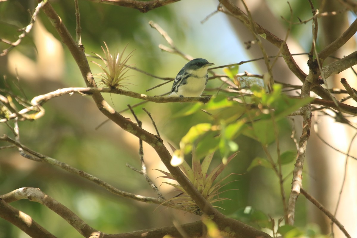 Reinita Cerúlea - ML646695653