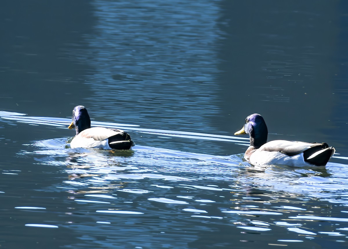 Ánade Azulón - ML646695655